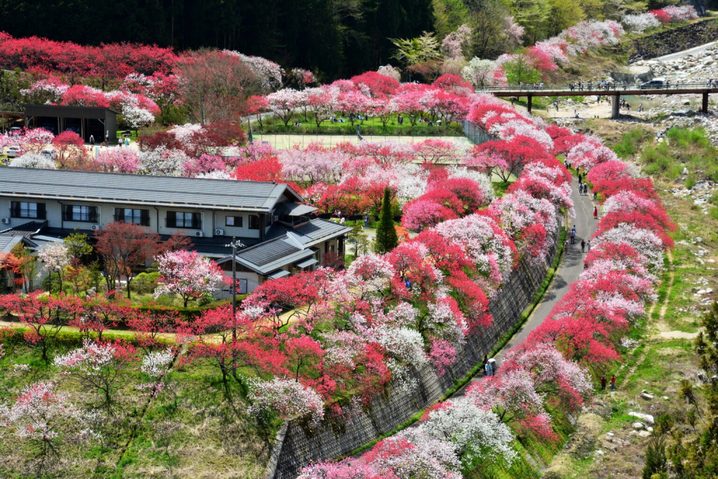 peach and apricot blossoms nagano