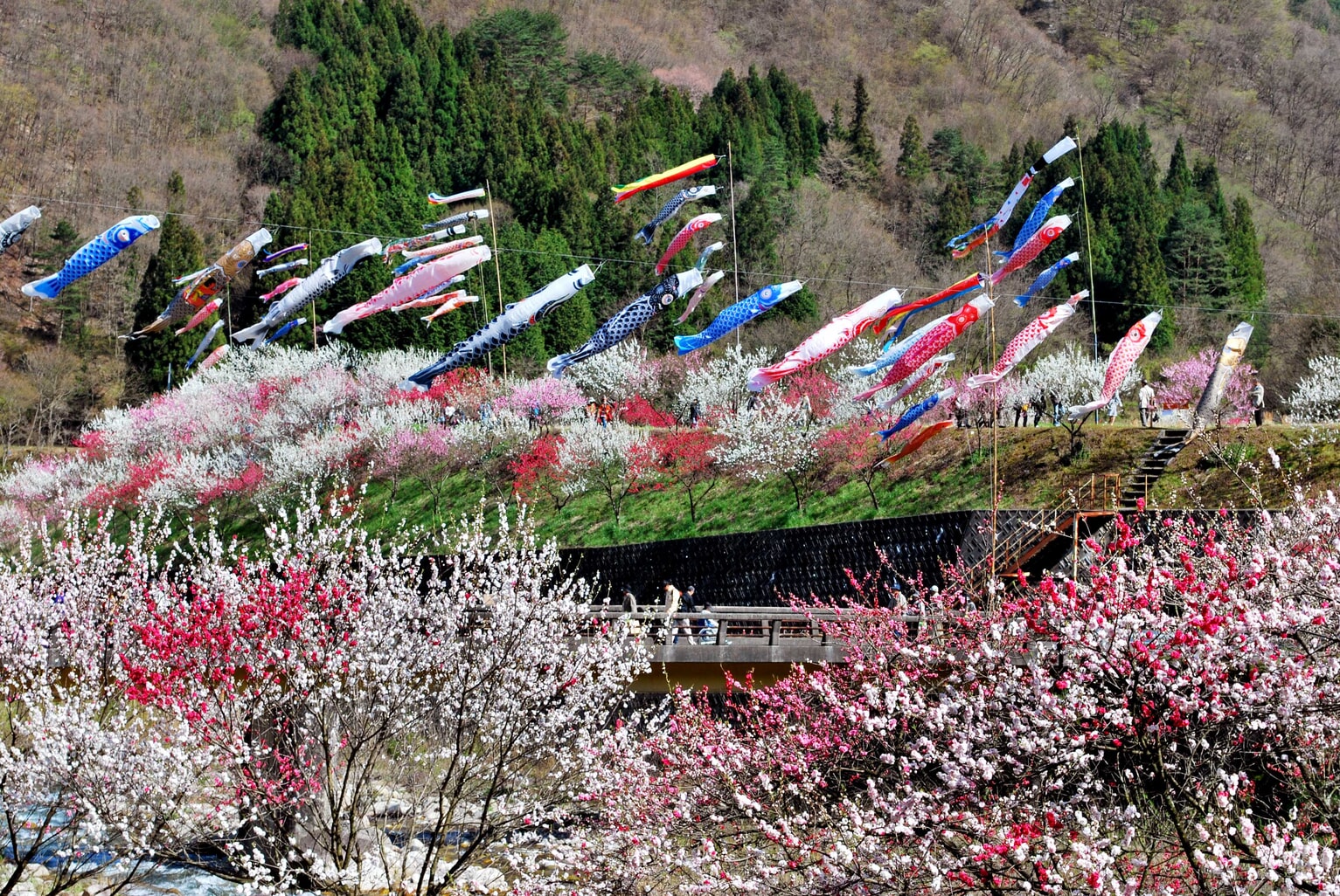 peach blossoms nagano achi