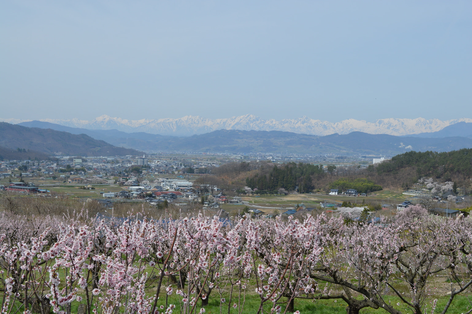 matsushiro apricots