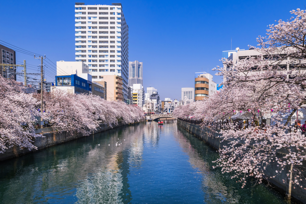 yokohama cherry blossom