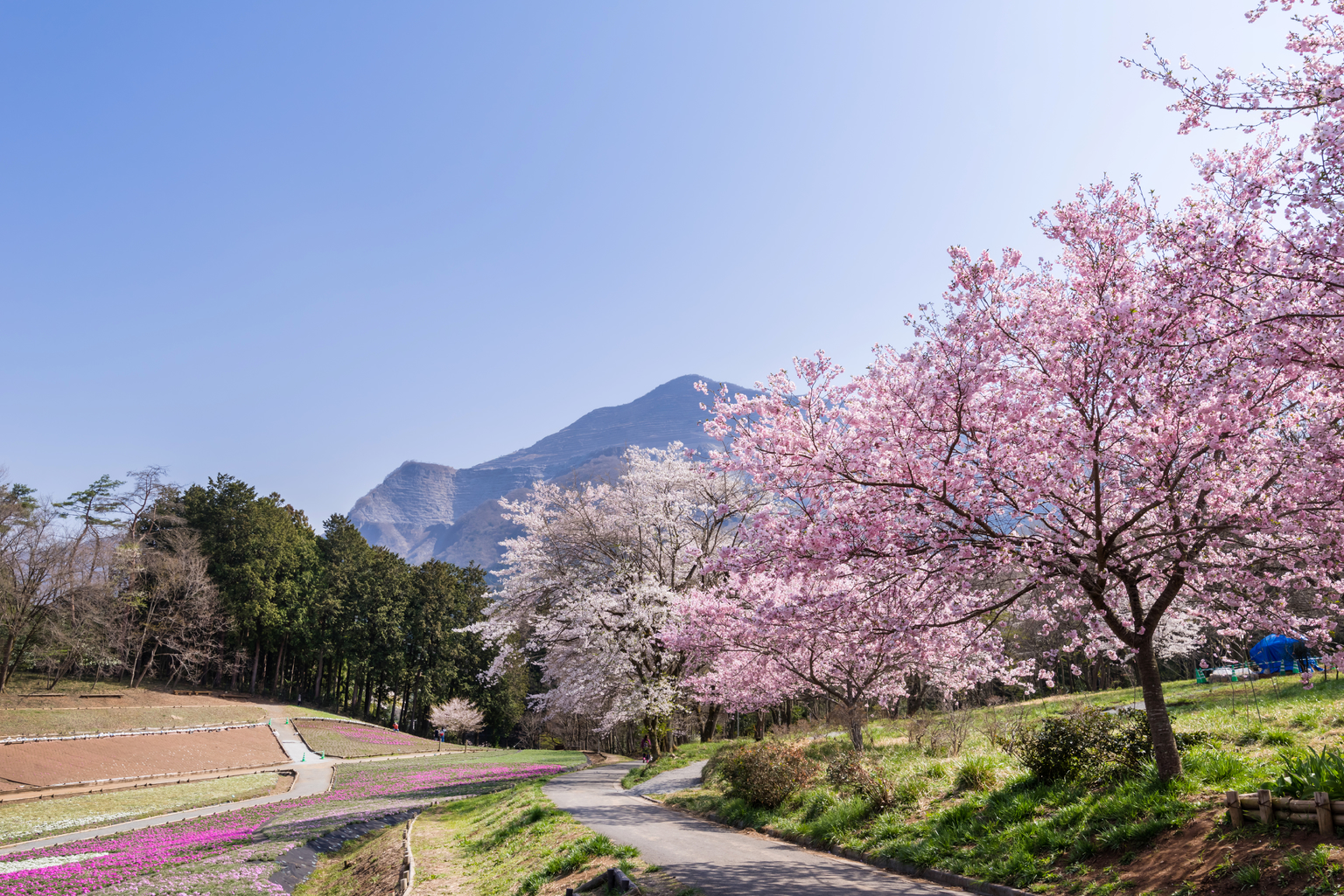 saitama cherry blossom