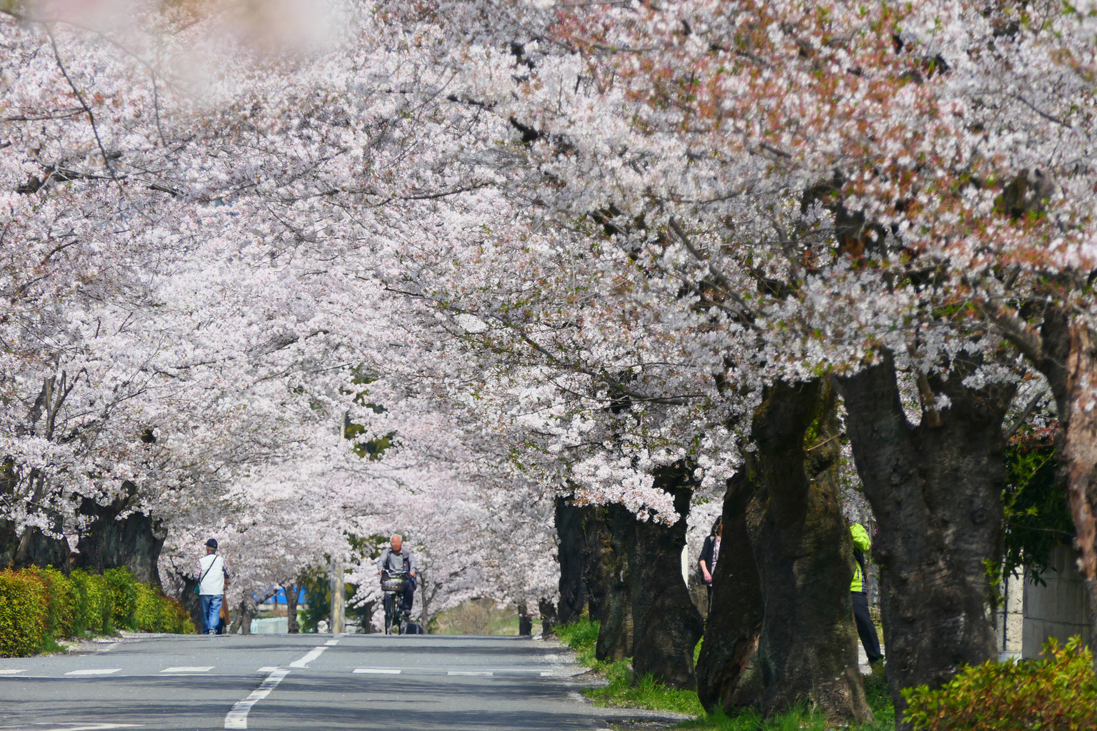 cherry blossoms saitama