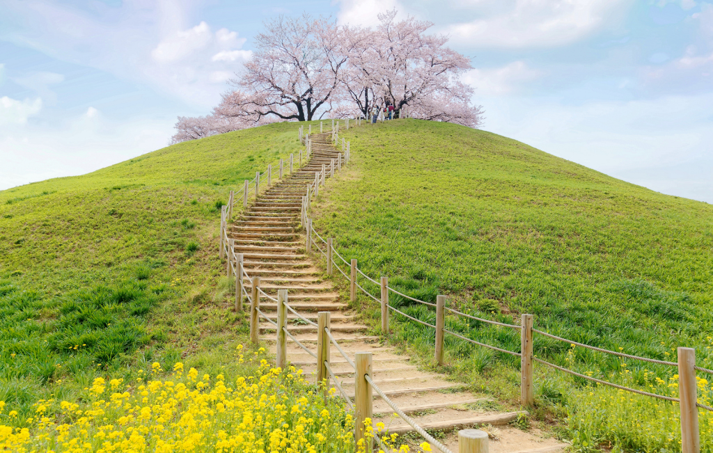 saitama cherry blossom