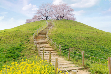 saitama cherry blossom