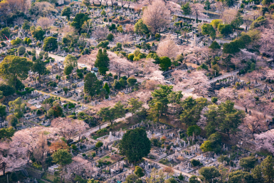 alternative cherry blossom viewing spots