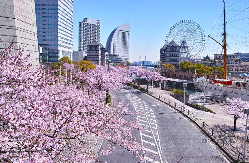 yokohama cherry blossom