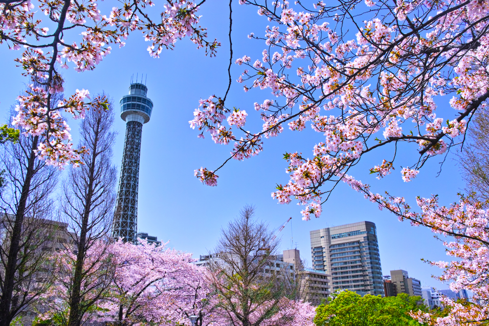 yokohama cherry blossom