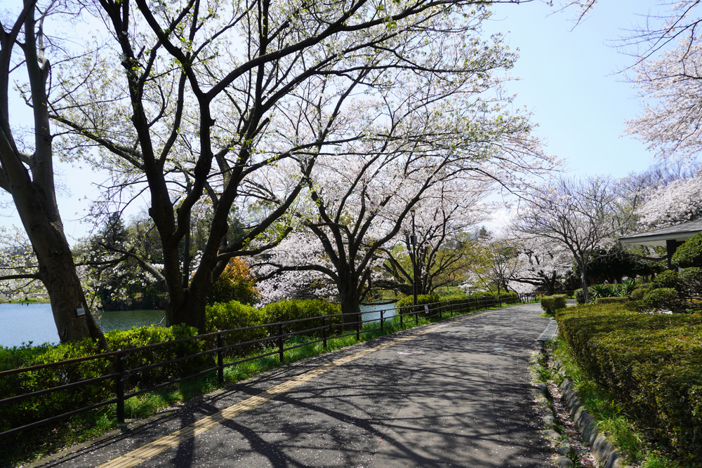 yokohama cherry blossom