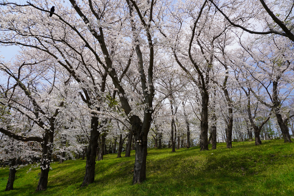 yokohama cherry blossom