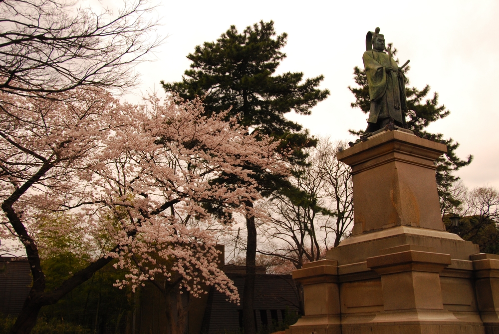 yokohama cherry blossom