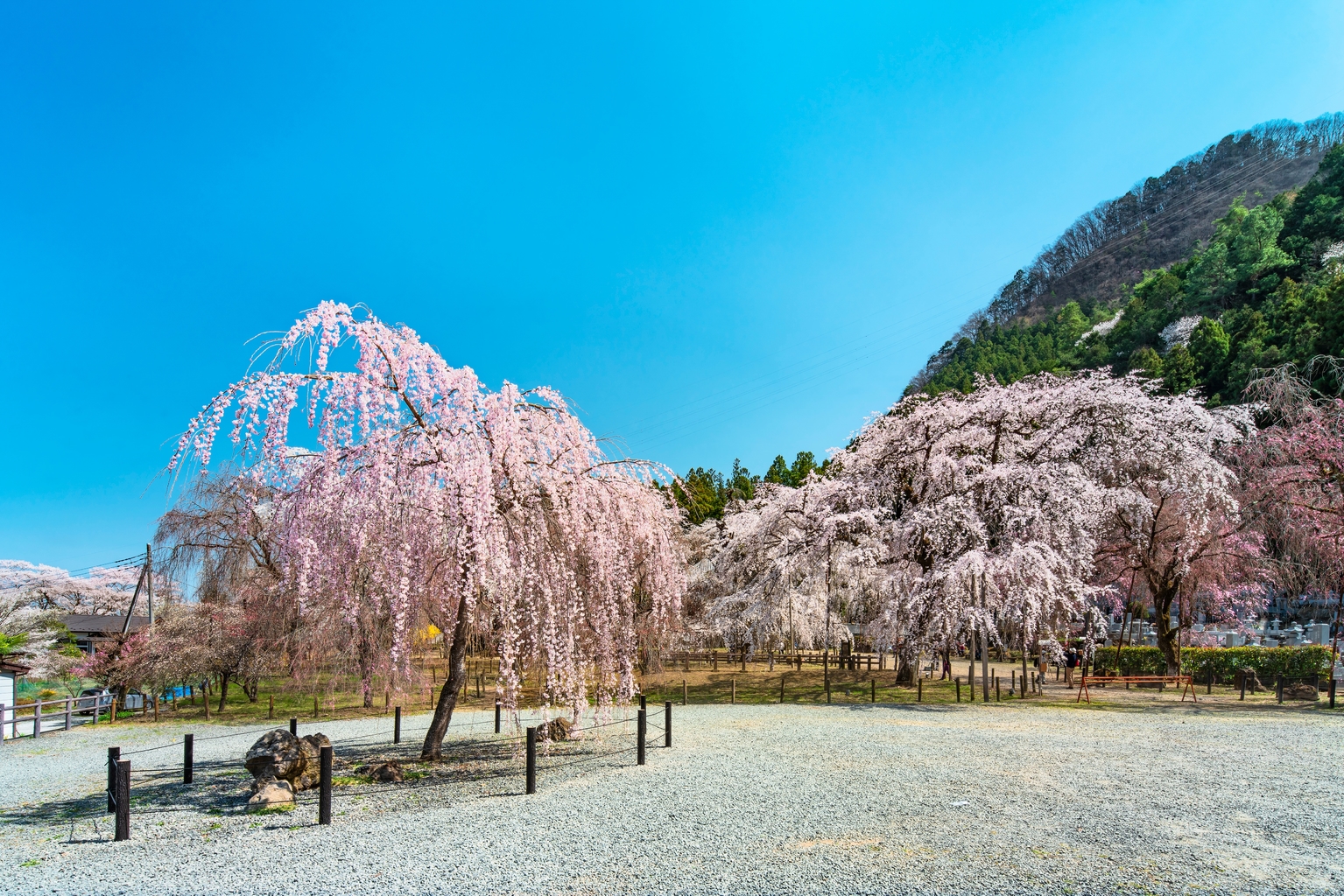 cherry blossoms saitama