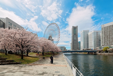 yokohama cherry blossom