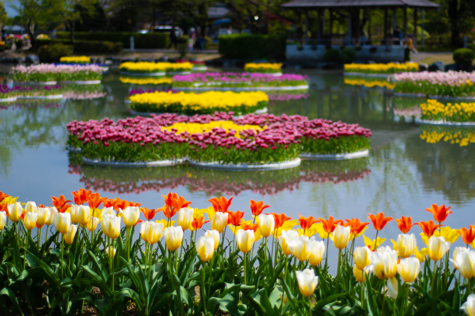 tonami festival tulips toyama