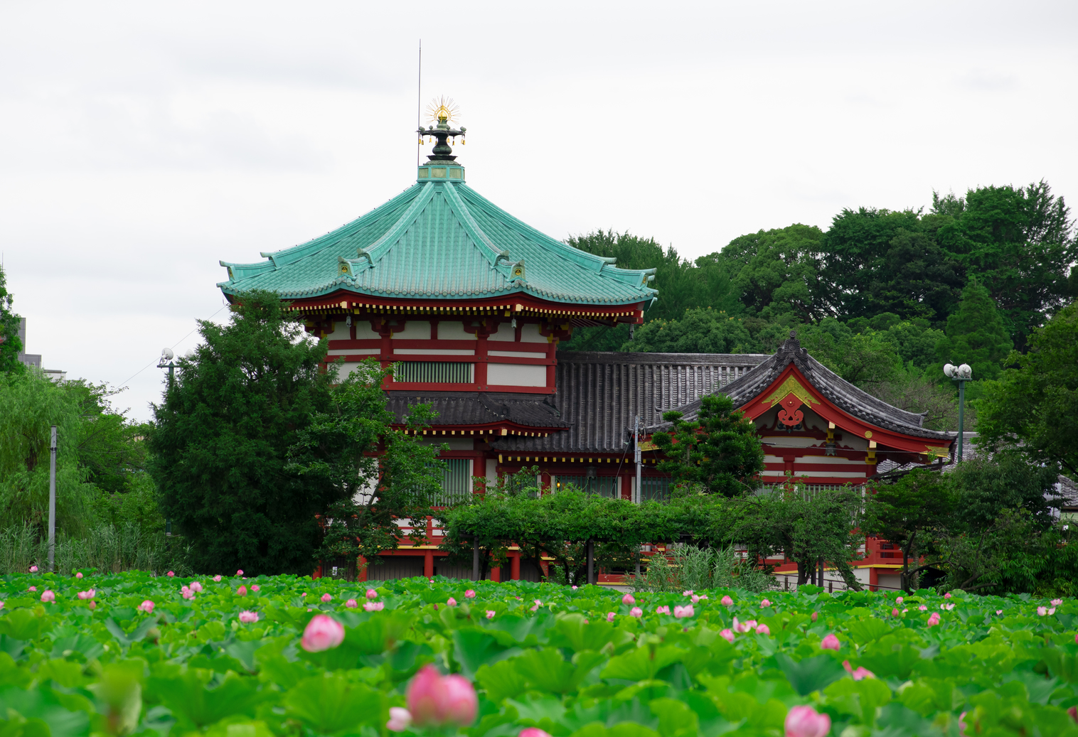 Shinobazunoike