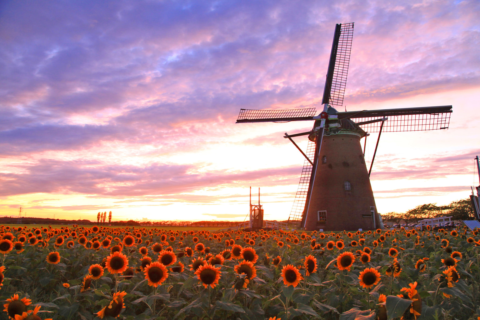 Windmill Sunflower Garden