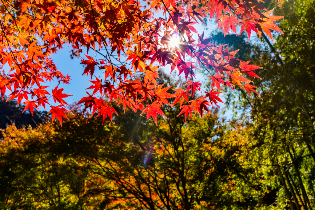 Momiji road