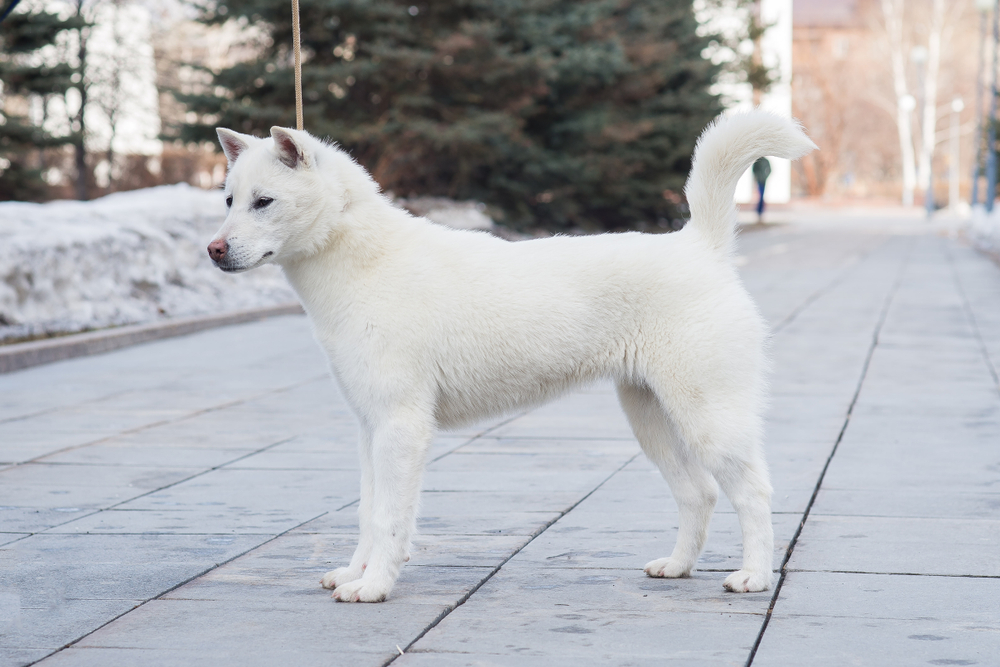 Japanese dog breeds: Kishu