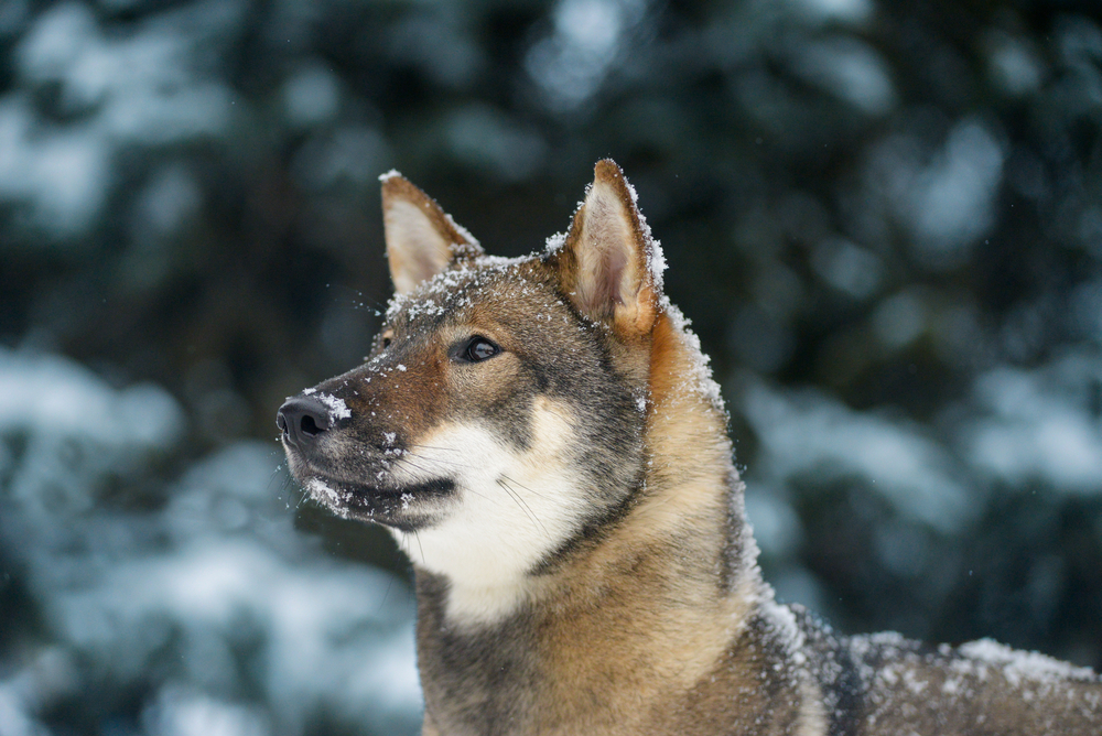 Japanese dog breeds: Shikoku