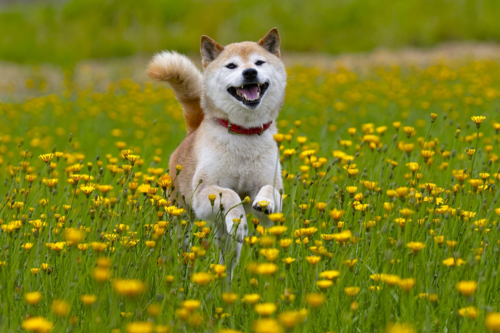 shiba inu history