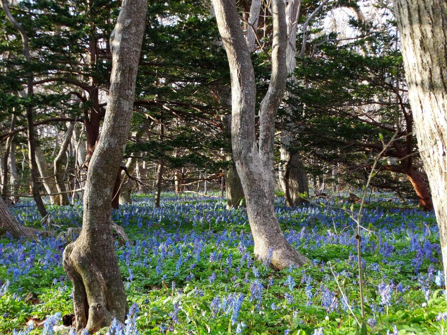 hokkaido daytrip yagishiri island