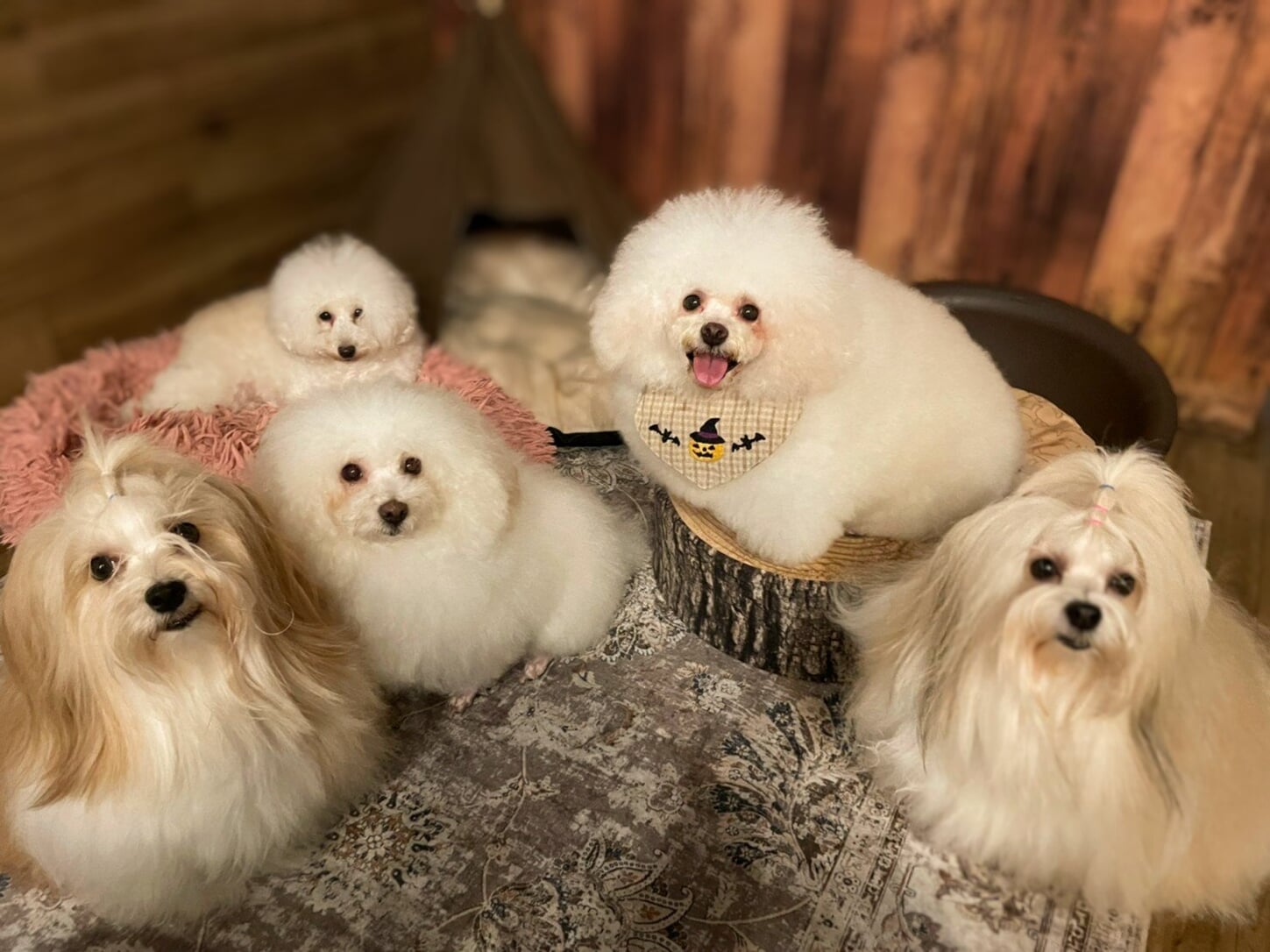 dog cafe tokyo