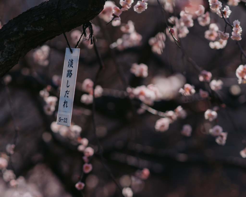 plum blossoms around tokyo