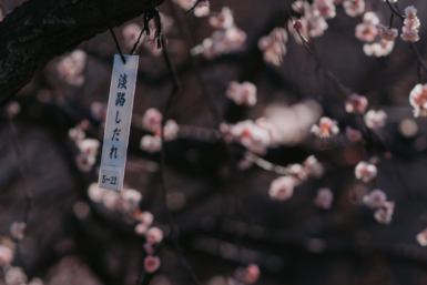 plum blossoms around tokyo