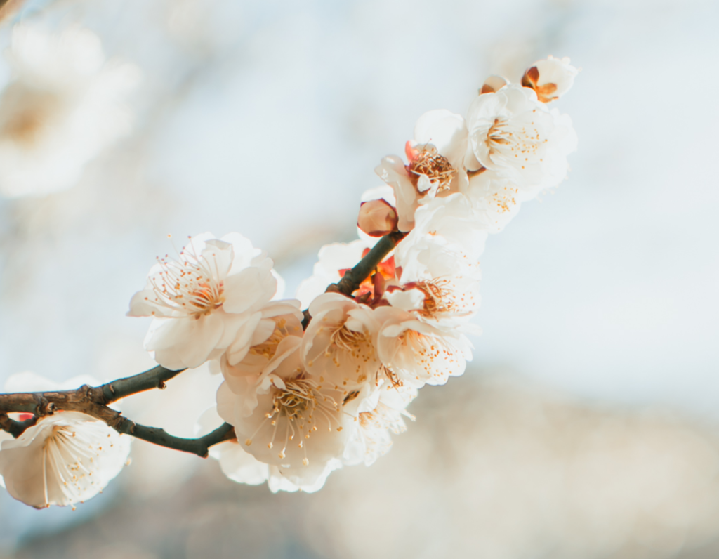 LK Plum Blossom around Tokyo