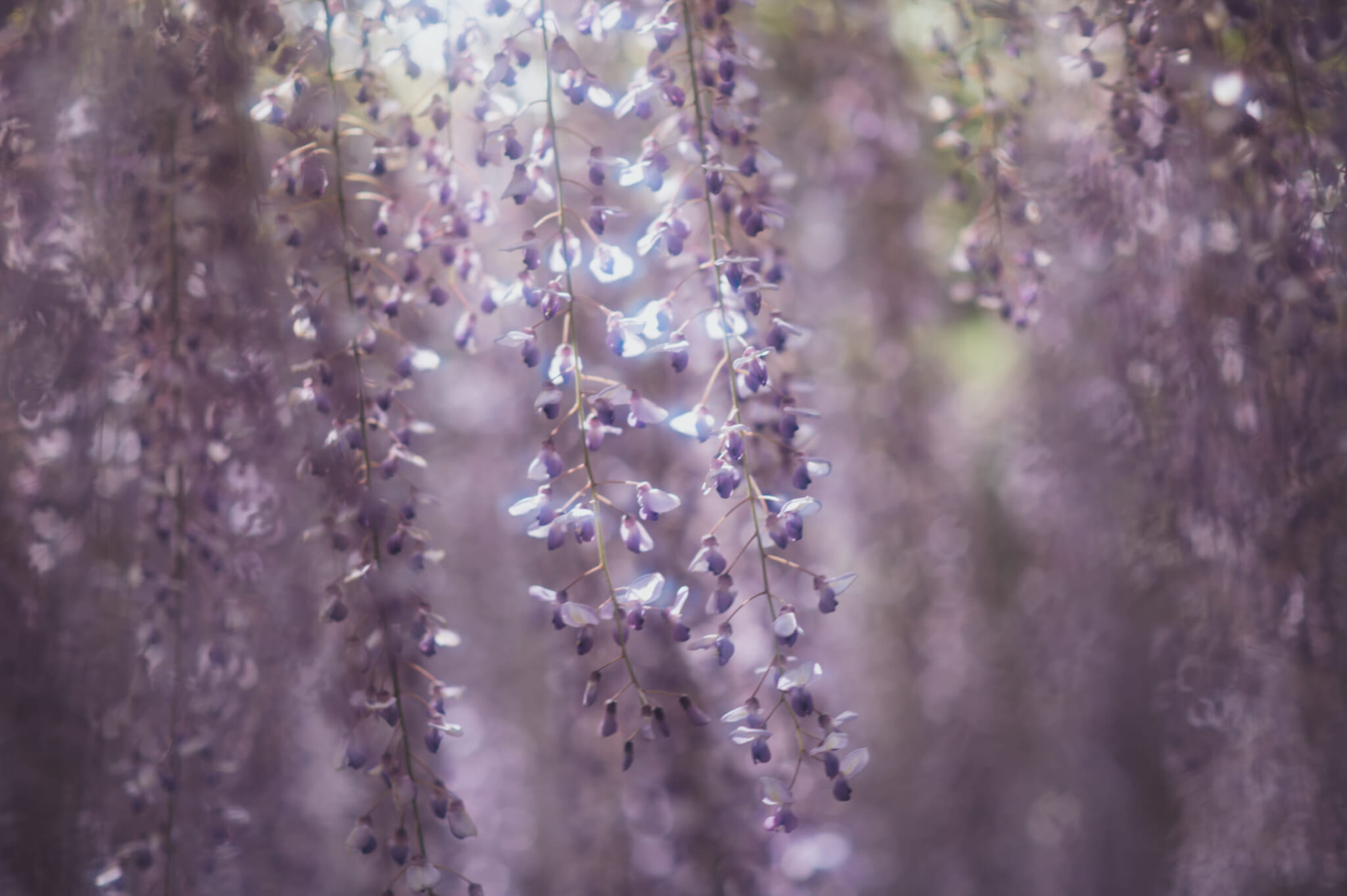 Wisteria Japan 