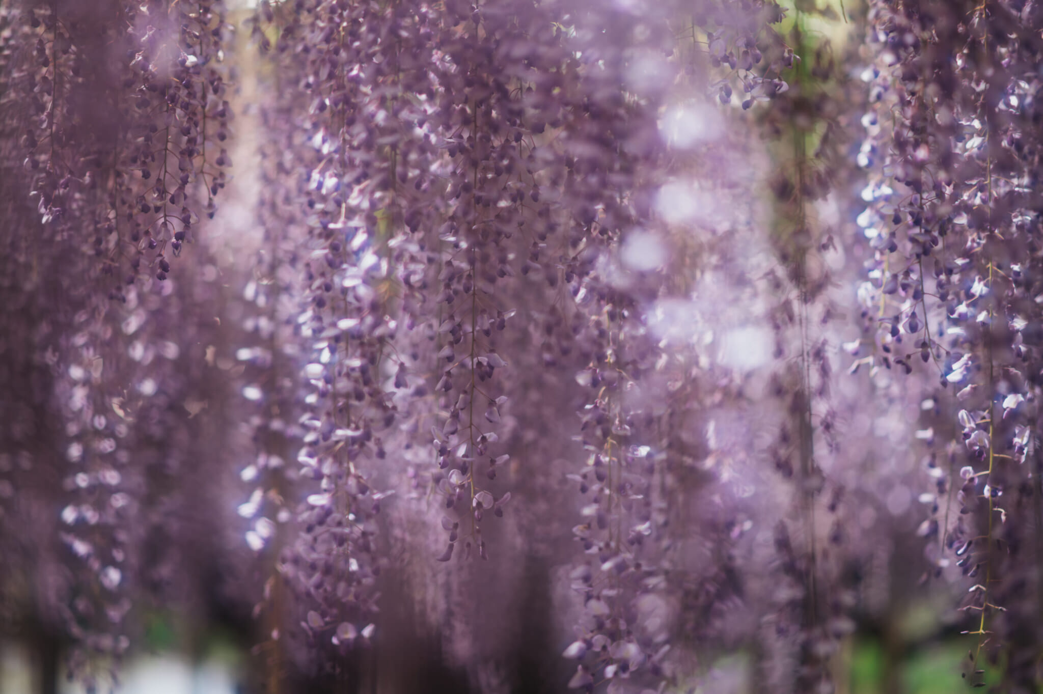 Wisteria Japan 