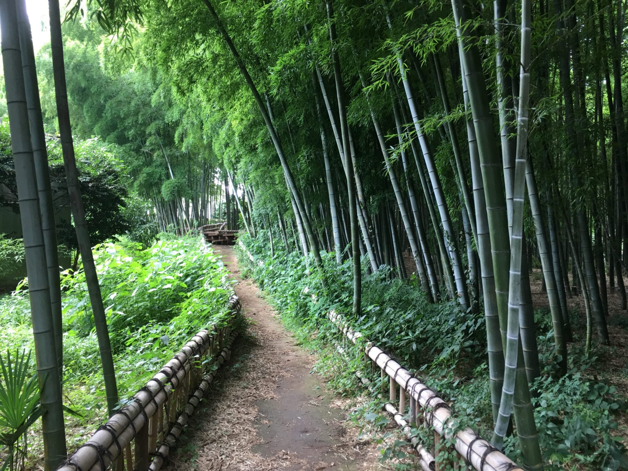 alternative bamboo forests japan