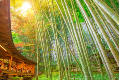 alternative bamboo forests japan