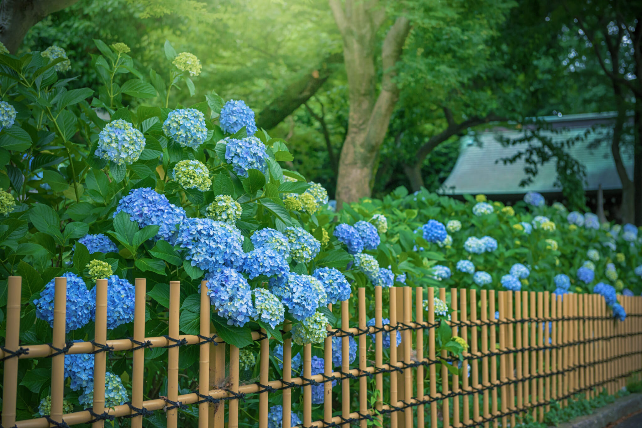 hydrangea in Japan