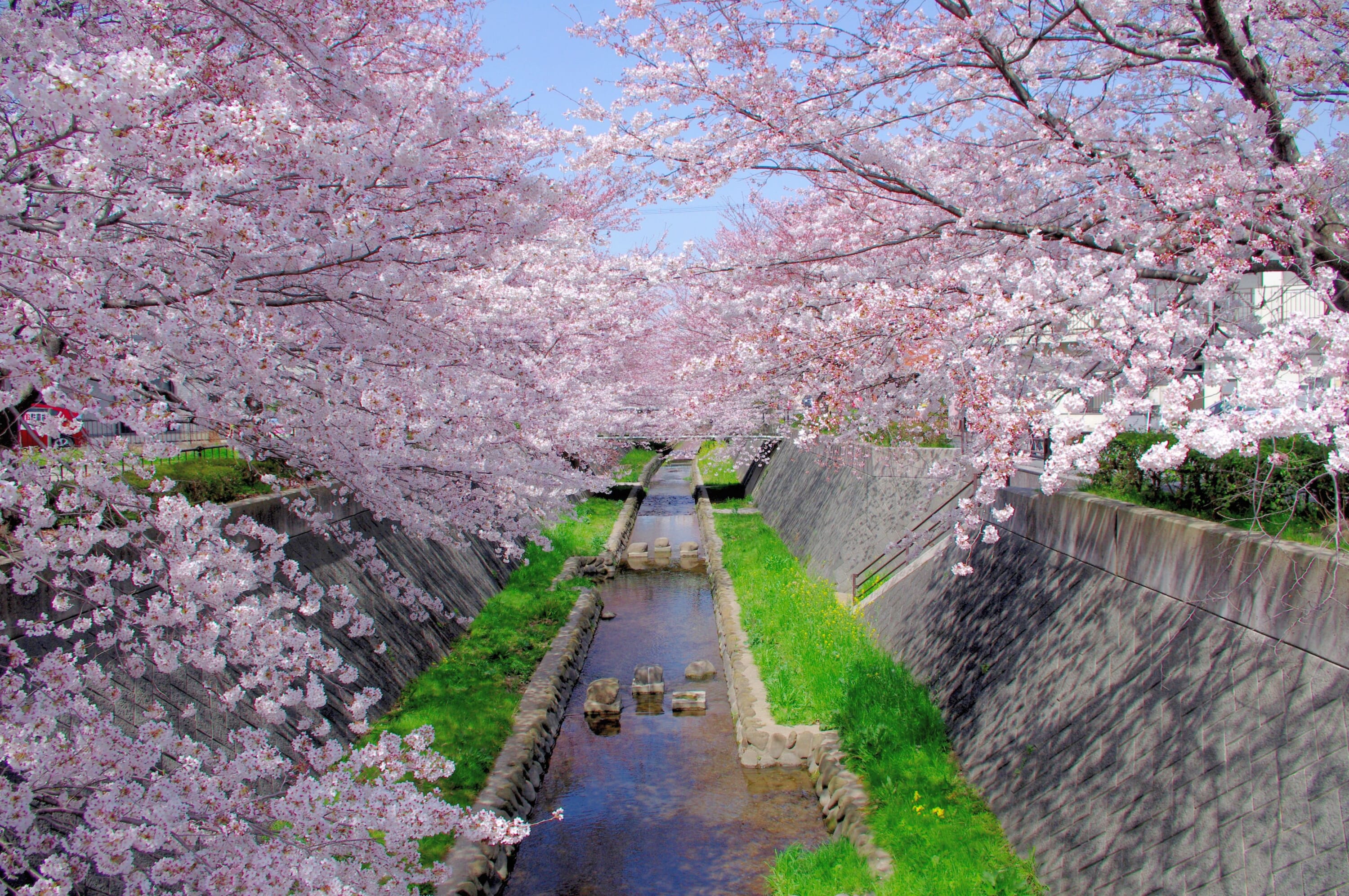 shii river bridge sakura kyushu japan travel