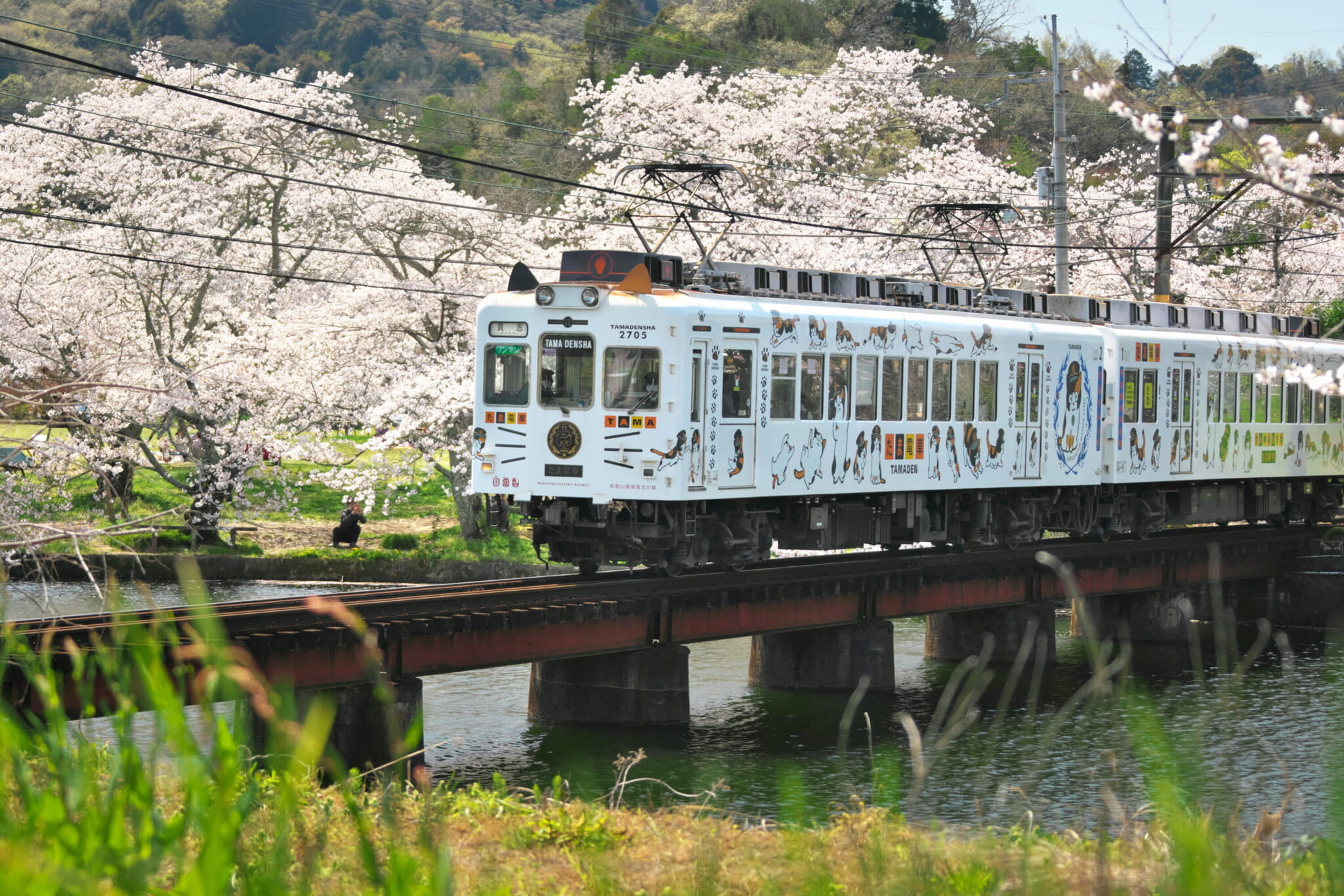 Cute cat train