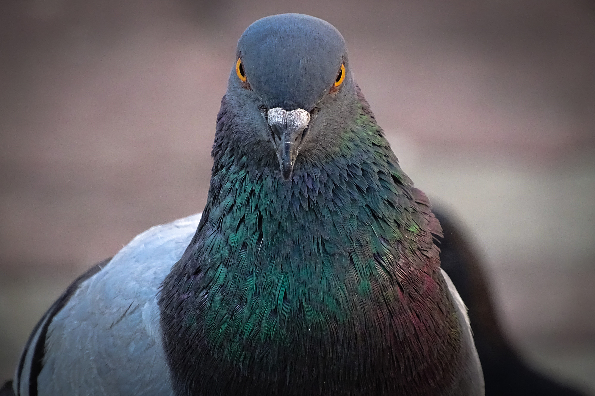 Japan man arrested for killing pidgeon