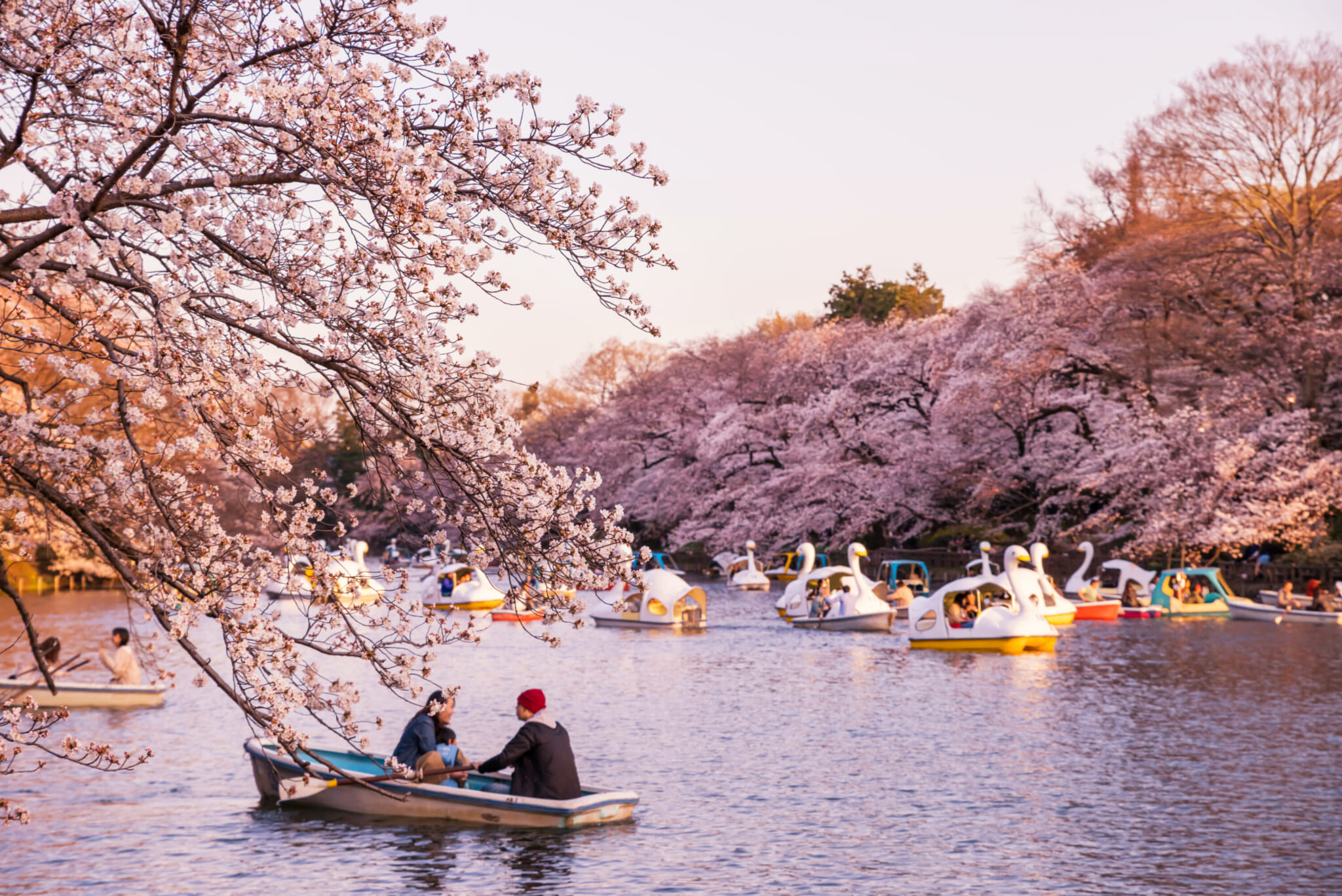 best sakura spots inokashira