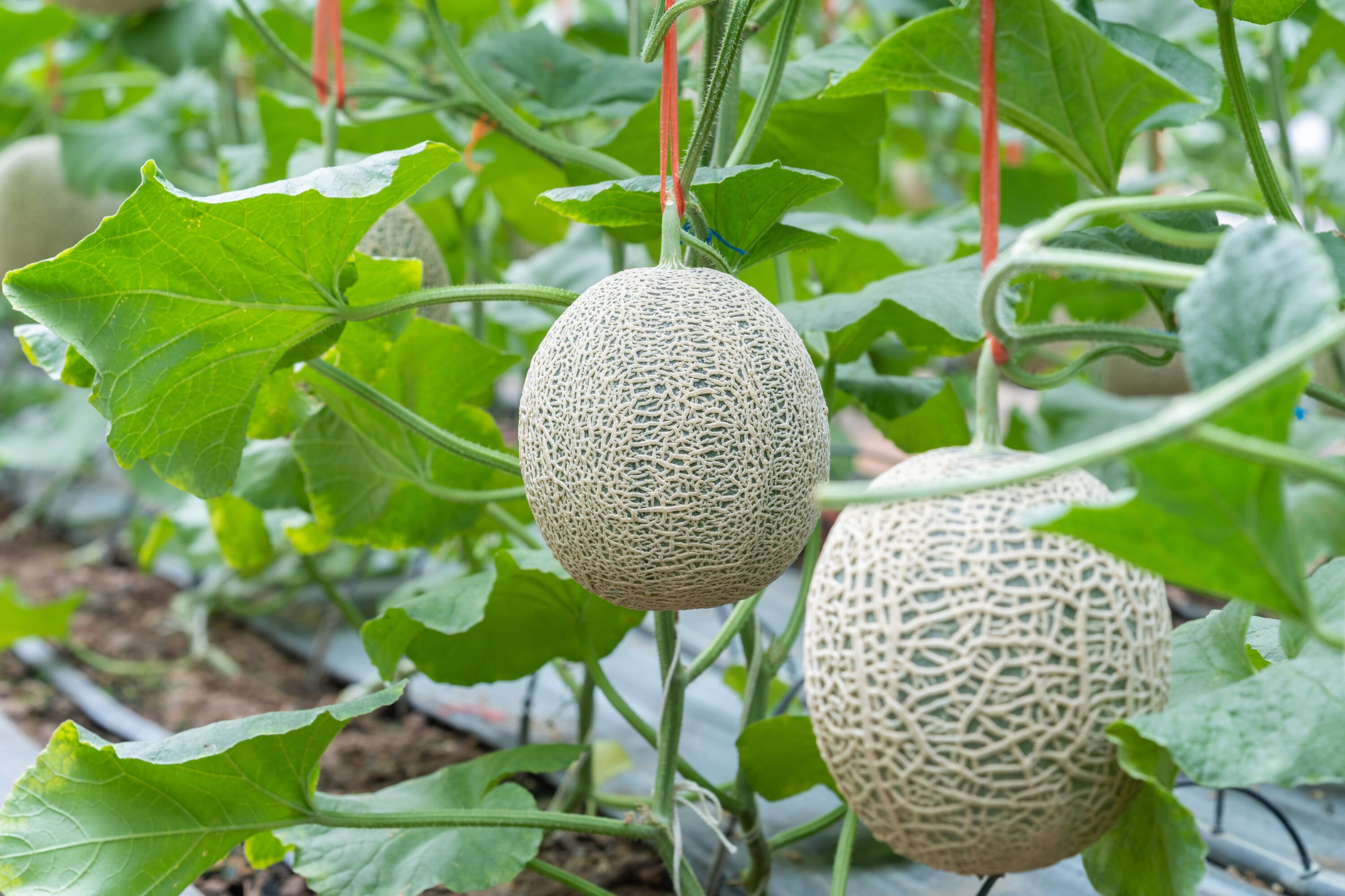 japanese melons