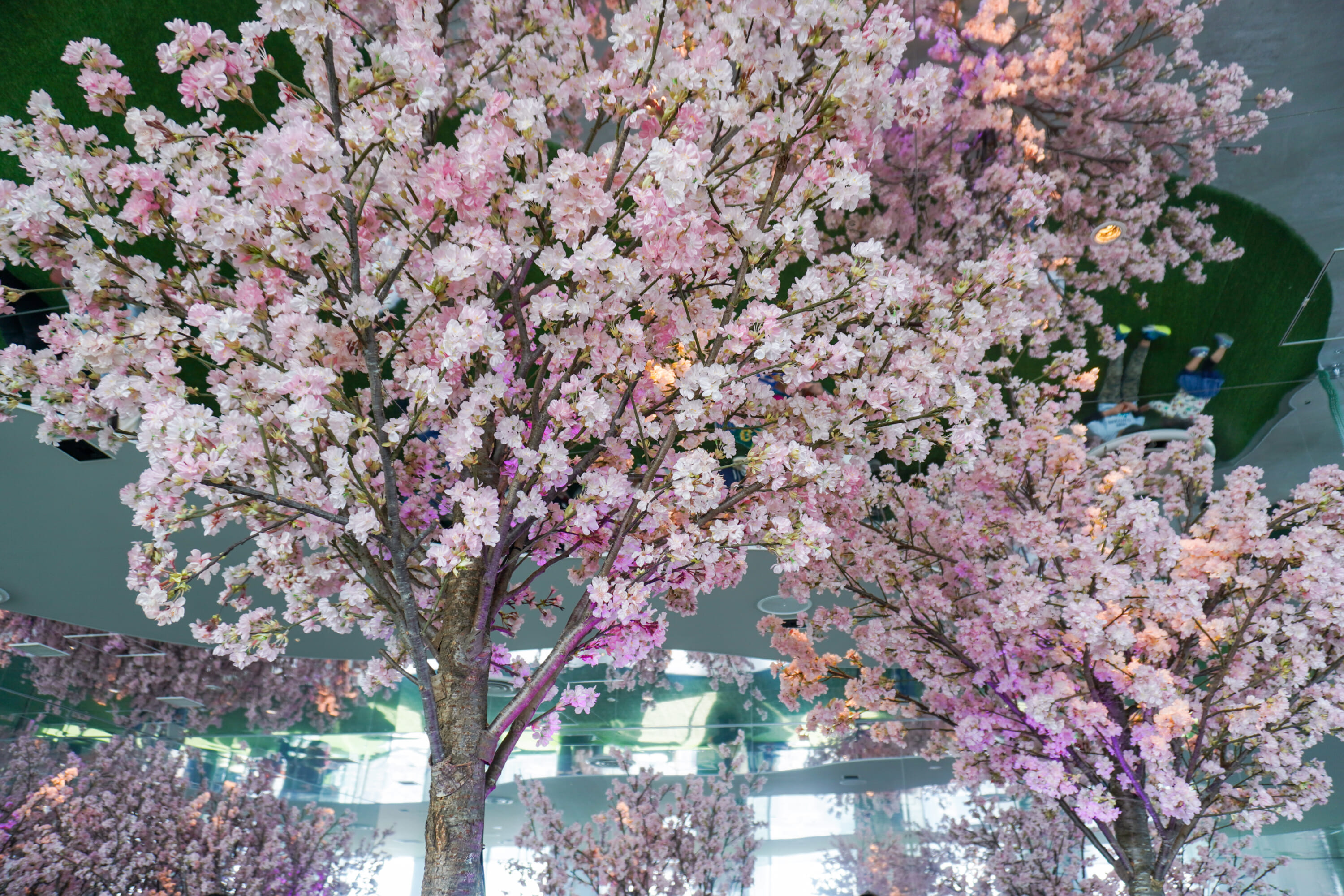 cherry blossoms tokyo ikebukuro 