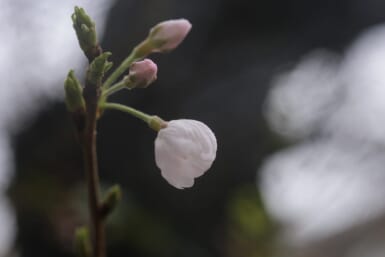 tokyo cherry blossom 2024