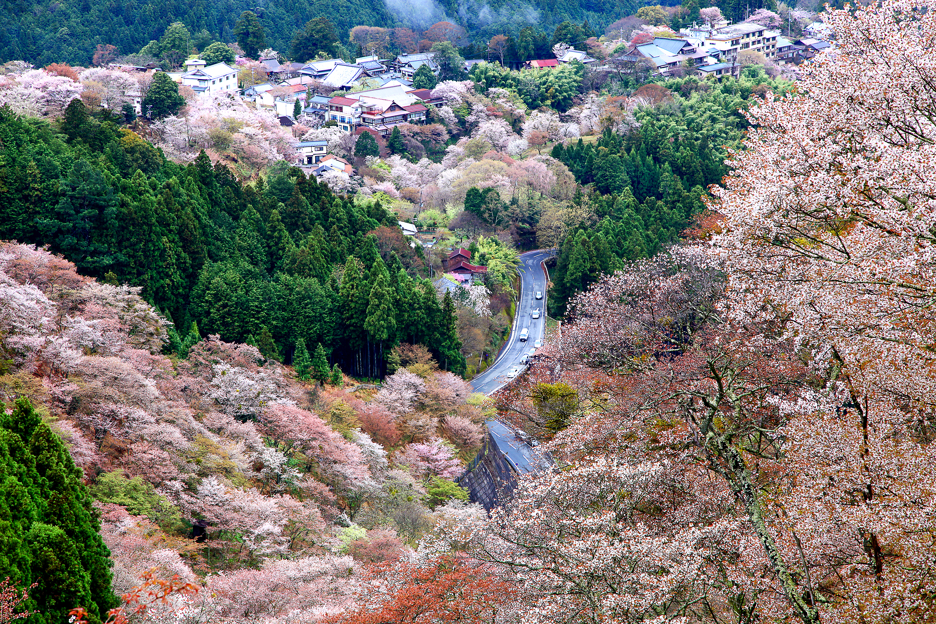 popular cherry blossom places