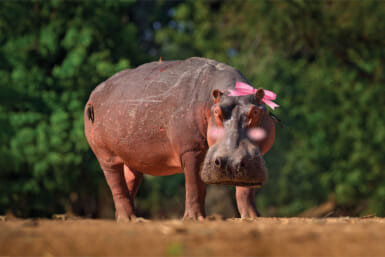 misgendered hippo