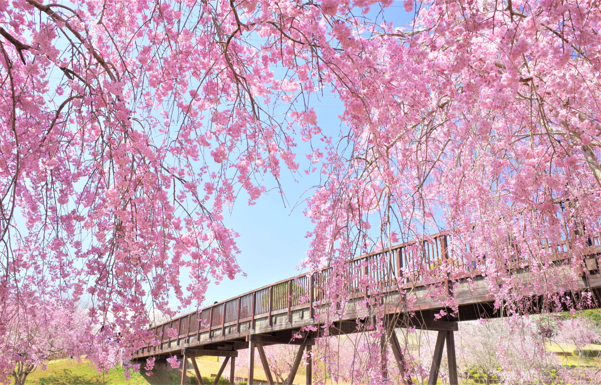 types of cherry blossoms