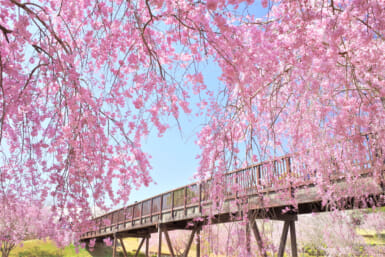 types of cherry blossoms