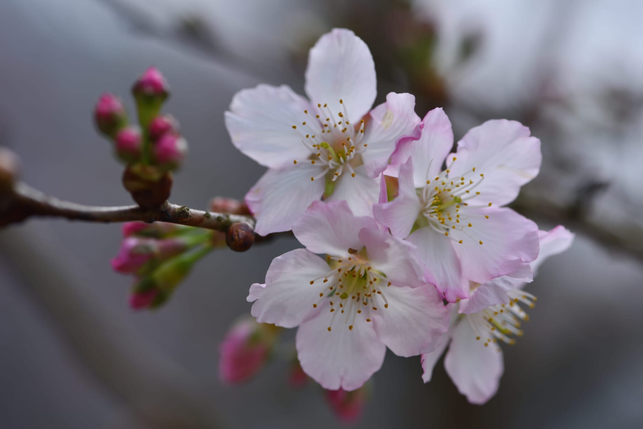 types of cherry blossoms