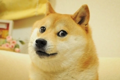 doge meme kabosu passes away