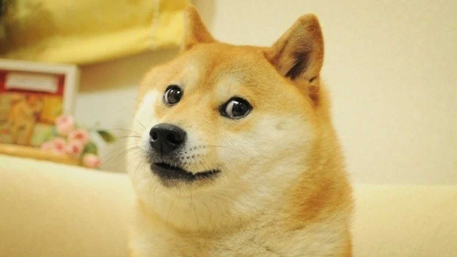 doge meme kabosu passes away