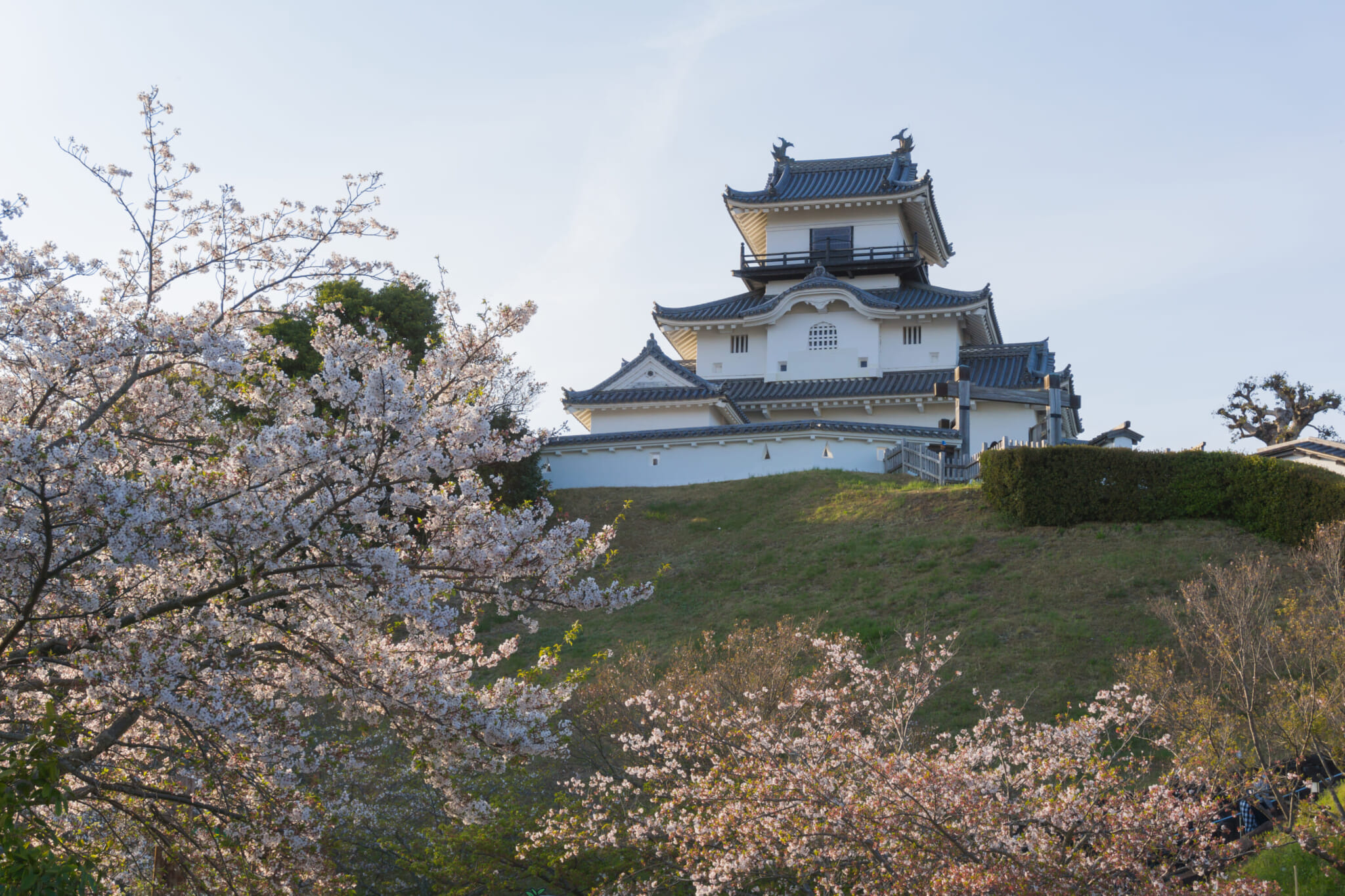 Ninja japan