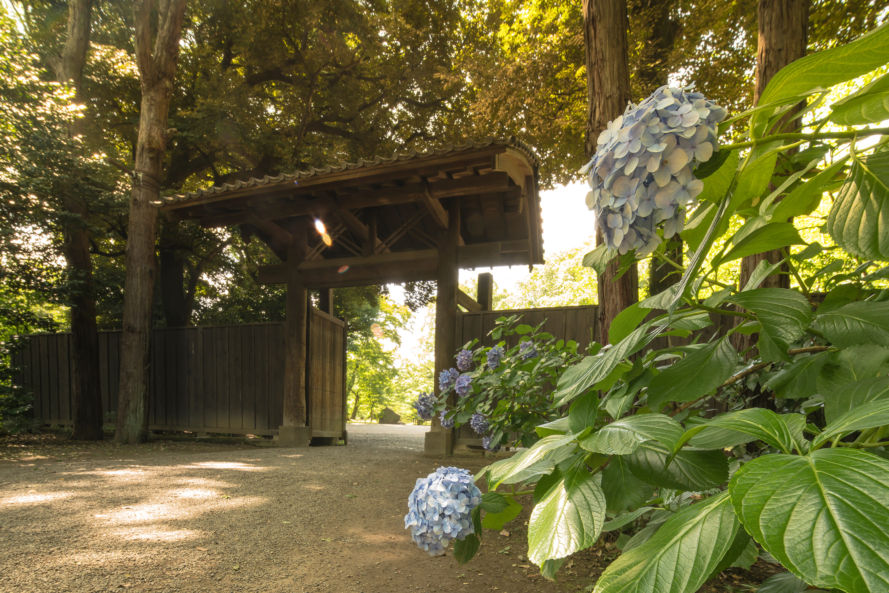 best hydrangea spots in tokyo