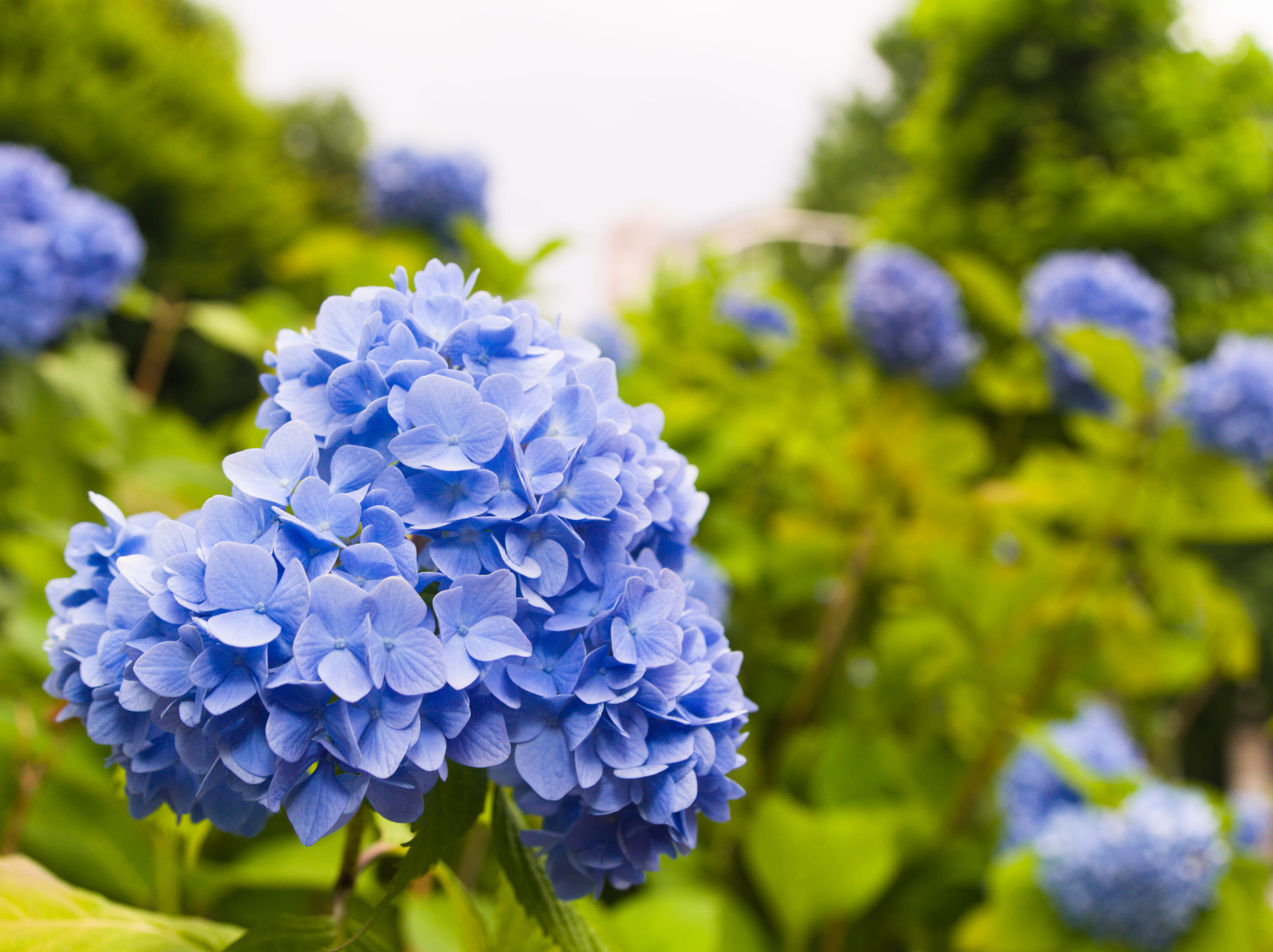 best spots in tokyo for hydrangeas 